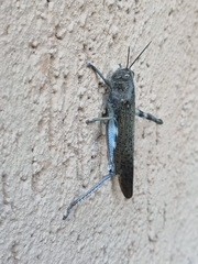 Anacridium aegyptium