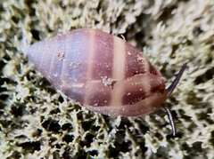 Melampus monile
