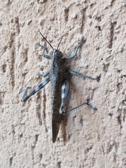 Anacridium aegyptium