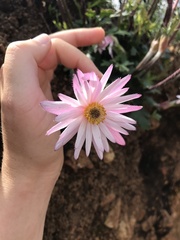 Knowltonia tenuifolia