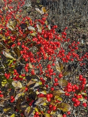 Ilex