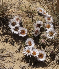 Erigeron rosulatus