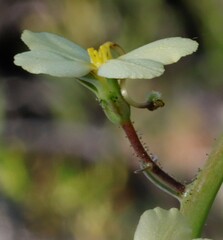 Stylidium hymenocraspedum