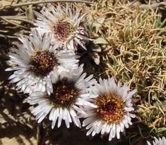 Erigeron rosulatus