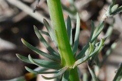 Stylidium hymenocraspedum