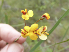 Daviesia wyattiana