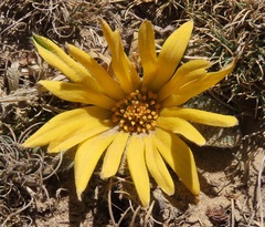 Knowltonia integrifolia