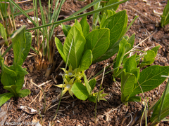 Vangueria pygmaea
