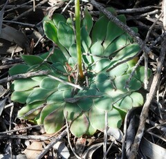 Stylidium hymenocraspedum