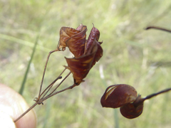 Daviesia wyattiana