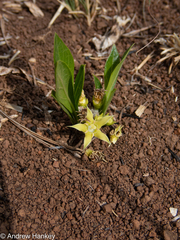 Vangueria pygmaea