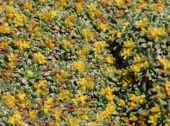 Valeriana aretioides