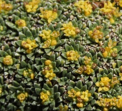 Valeriana aretioides