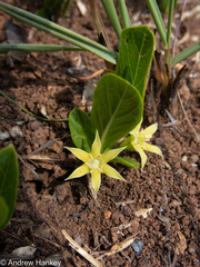 Vangueria pygmaea