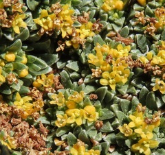 Valeriana aretioides