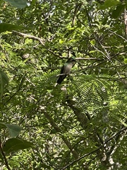 Chlorostilbon mellisugus