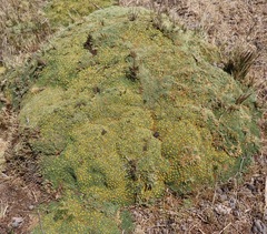 Valeriana aretioides