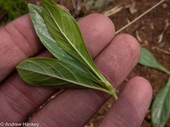 Vangueria pygmaea