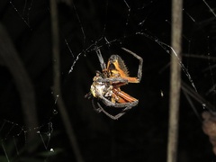 Eriophora