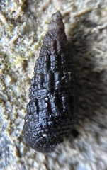 Lampanella minima
