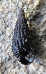 Lampanella minima