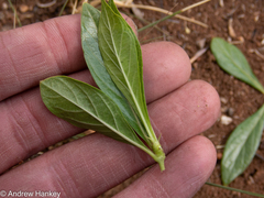 Vangueria pygmaea