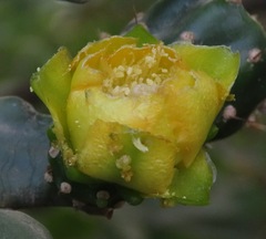 Brasiliopuntia brasiliensis