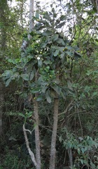 Brasiliopuntia brasiliensis