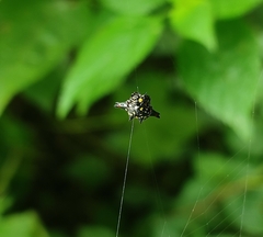 Gasteracantha