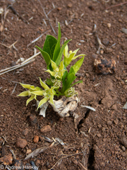 Vangueria pygmaea