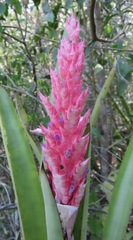 Aechmea distichantha