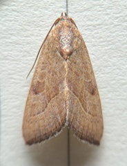 Galgula partita
