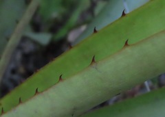 Aechmea distichantha