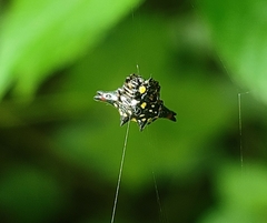 Gasteracantha