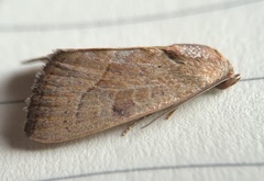 Galgula partita