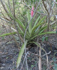 Aechmea distichantha