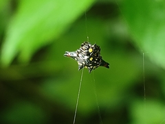 Gasteracantha