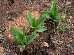 Hypoxis interjecta