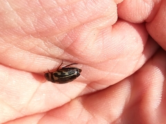 Platambus maculatus