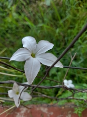 Nicotiana longiflora