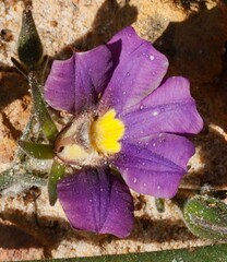 Scaevola calliptera