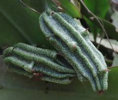 Epiphyllum phyllanthus