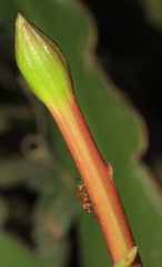 Epiphyllum phyllanthus