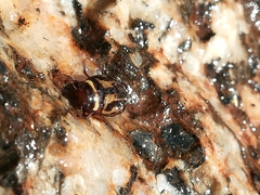 Platambus maculatus