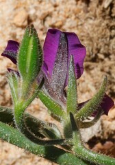 Scaevola calliptera