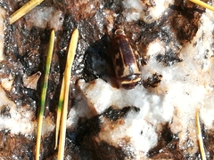 Platambus maculatus
