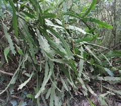 Epiphyllum phyllanthus