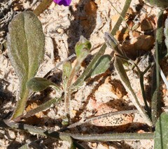 Scaevola calliptera