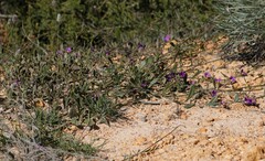 Scaevola calliptera