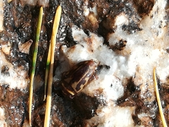 Platambus maculatus